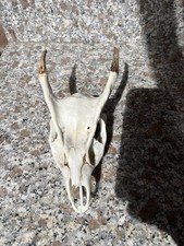 Muntjac deer skull for sale  UK