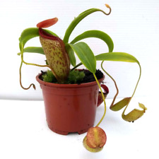 Nepenthes ventricosa talangens for sale  AMMANFORD