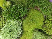 Live moss assortment for sale  Mount Vernon