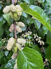 Morus alba white for sale  ST. ASAPH