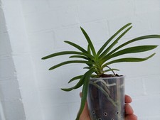 Orchid plant vanda for sale  SWINDON