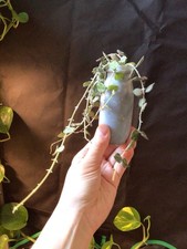 Full lush pot for sale  Roanoke