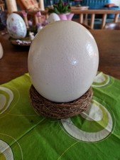 Straußenei nest leer gebraucht kaufen  Langelsheim