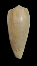 Shell CONUS CERVUS Filipinas 114,7 mm # TAMANHO GIGANTE comprar usado  Enviando para Brazil
