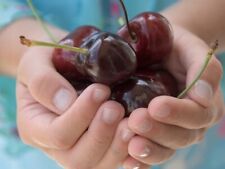 Russische süßkirsche siestro gebraucht kaufen Russische süßkirsche siestro gebraucht kaufen  Essen