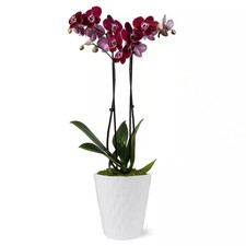 Premium orchid dark for sale  Ford City