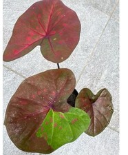 Caladium various types d'occasion  Expédié en Belgium