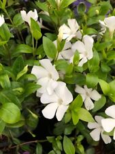 Vinca minor gertrude for sale  KEIGHLEY