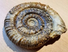 Prodactylioceras davoei unterj gebraucht kaufen  Rudersberg