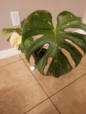large monstera plants for sale large monstera plants for sale Chicago