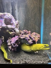 Green moray inch for sale  Union City