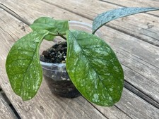 Hoya coriacea splash for sale  Olivehill