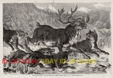 Veado veado vs. pacote lobo em lago congelado, GRANDE impressão de gravura antiga da década de 1860 comprar usado  Enviando para Brazil