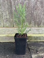 Giant redwood sequoiadendron for sale  CHORLEY