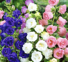 300 canterbury bells for sale  CHIGWELL