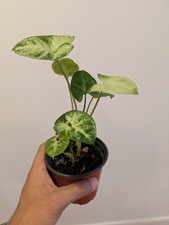 Syngonium pixie cute for sale  LONDON
