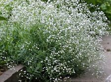 Graines gypsophile brouillardx for sale  Shipping to Ireland