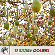 dipper gourds for sale dipper gourds for sale Venice