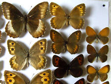 Satyrinae nymphalidae set for sale  Shipping to Ireland