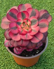 Aeonium chanel beautiful for sale  UK