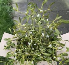 Fresh mistletoe med for sale  SOMERTON