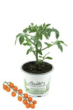 Cherrytomate honeycomb topf gebraucht kaufen  Wesel