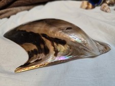Polished brownlip oyster for sale  Wichita Falls