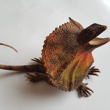 Frilled lizard frill for sale  OXFORD