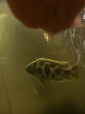 Giraffe cichlid live for sale  Brainerd