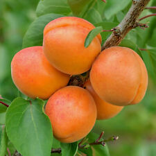 Apricot fruit tree for sale  UK