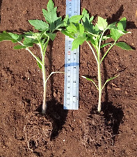 February march tomato for sale  COVENTRY