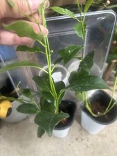 Red mandevilla plants for sale  Fort Worth