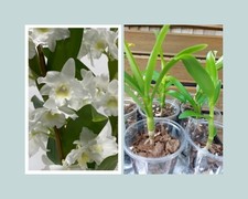 Dendrobium nobile orchid for sale  ABINGDON