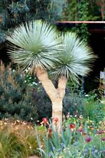 Yucca rostrata seeds for sale  CAMBORNE