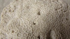Fossil coral for sale  SOUTHAMPTON