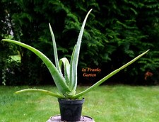 Aloe vera barbadensis gebraucht kaufen  Altrip