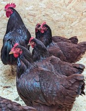 Purebred rhode island for sale  ST. AUSTELL