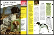Brittany spaniel breed for sale  SLEAFORD