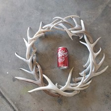 Mule deer antlers. for sale  Lehi