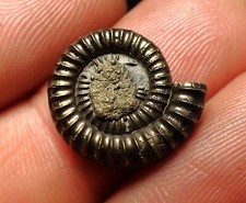 charmouth fossil for sale charmouth fossil for sale BRISTOL