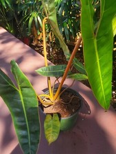 Philodendron billietiae orange for sale  Saint Petersburg