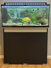 3ft long fish for sale  HERNE BAY