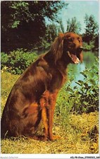 Ailp8 0796 dog d'occasion  Expédié en Belgium