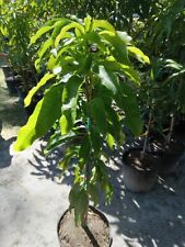 Mango sweet tart for sale  Palm Bay