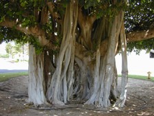 Bengalische würgefeige ficus gebraucht kaufen  Mönchengladbach