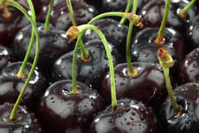 The blackest cherries usato  Trappeto