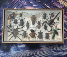 Framed taxidermy bugs for sale  PORTSMOUTH