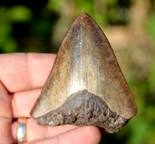 Wow ....genuine megalodon for sale  UK