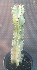 Euphorbia ammak variegated for sale  Mira Loma