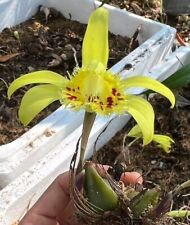 Pleione forestii bulb for sale  MEXBOROUGH